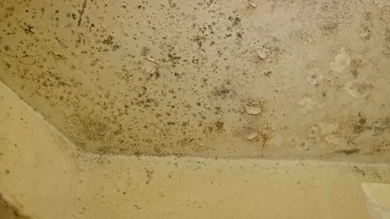 The Other Scandal At Nycha How It Handles Mold In Apartments