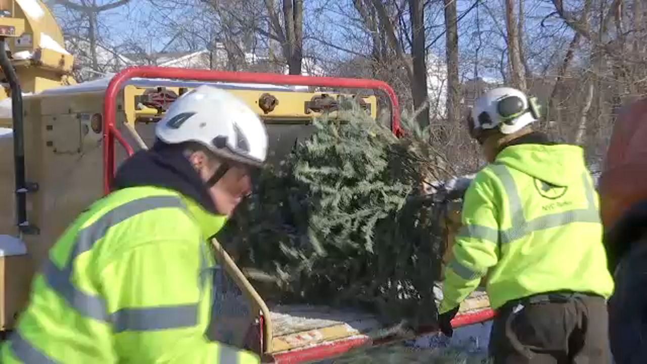 Two men, wearing lime green coats and white hard hats, flank a green Christmas tree that is lying down on the flat back of a machine.