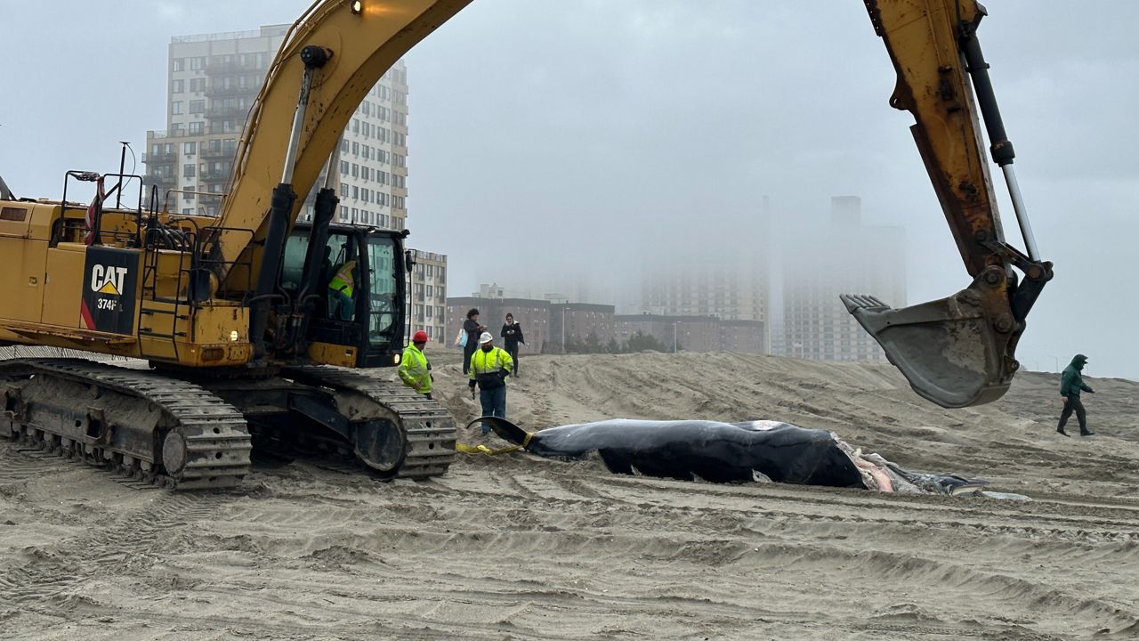 Whale found dead on Rockaway Beach: officials