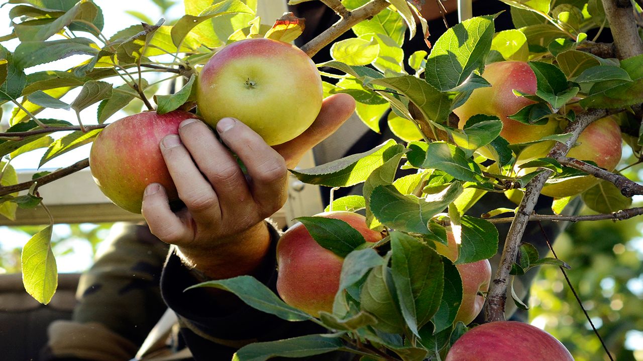 Learn About Gala and McIntosh Apples On The Farm