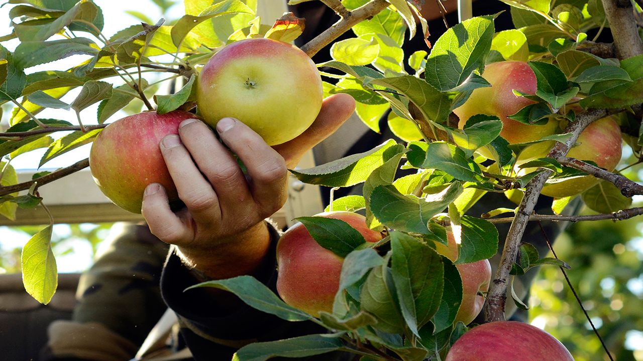 Organic Apples-HALF BUSHEL