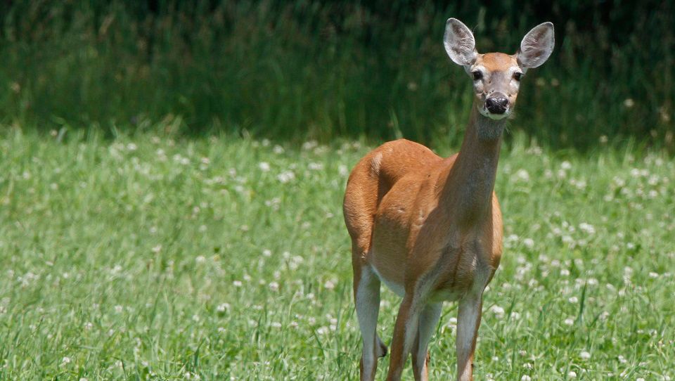 Antler Alert to warn motorists of fall deer threat