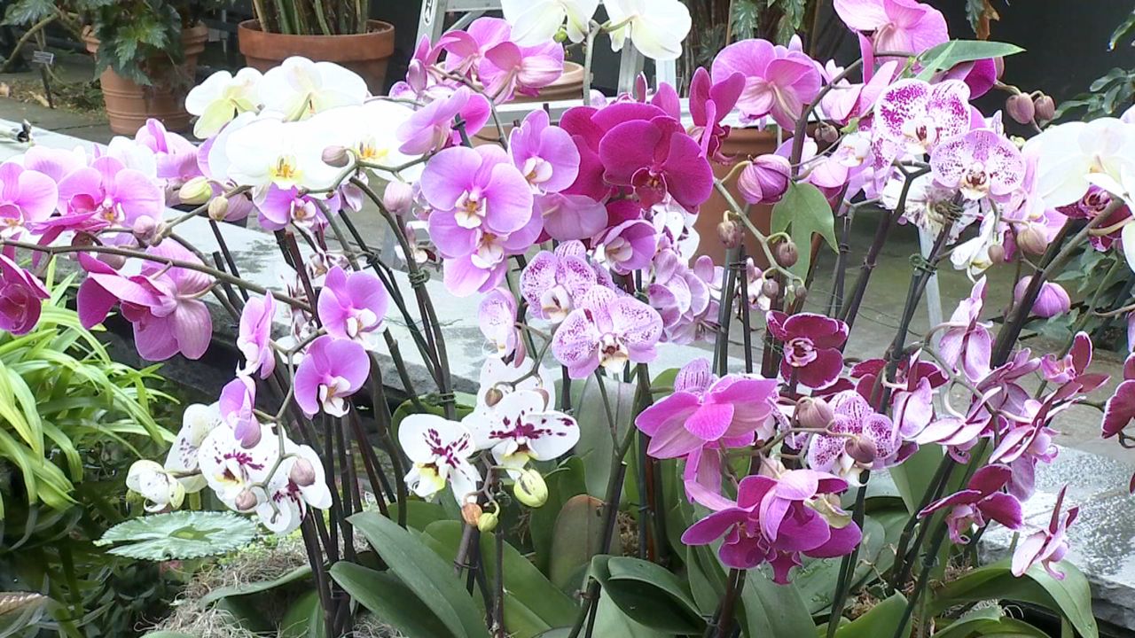 Orquídeas asiáticas llegan al Jardín Botánico de Nueva York