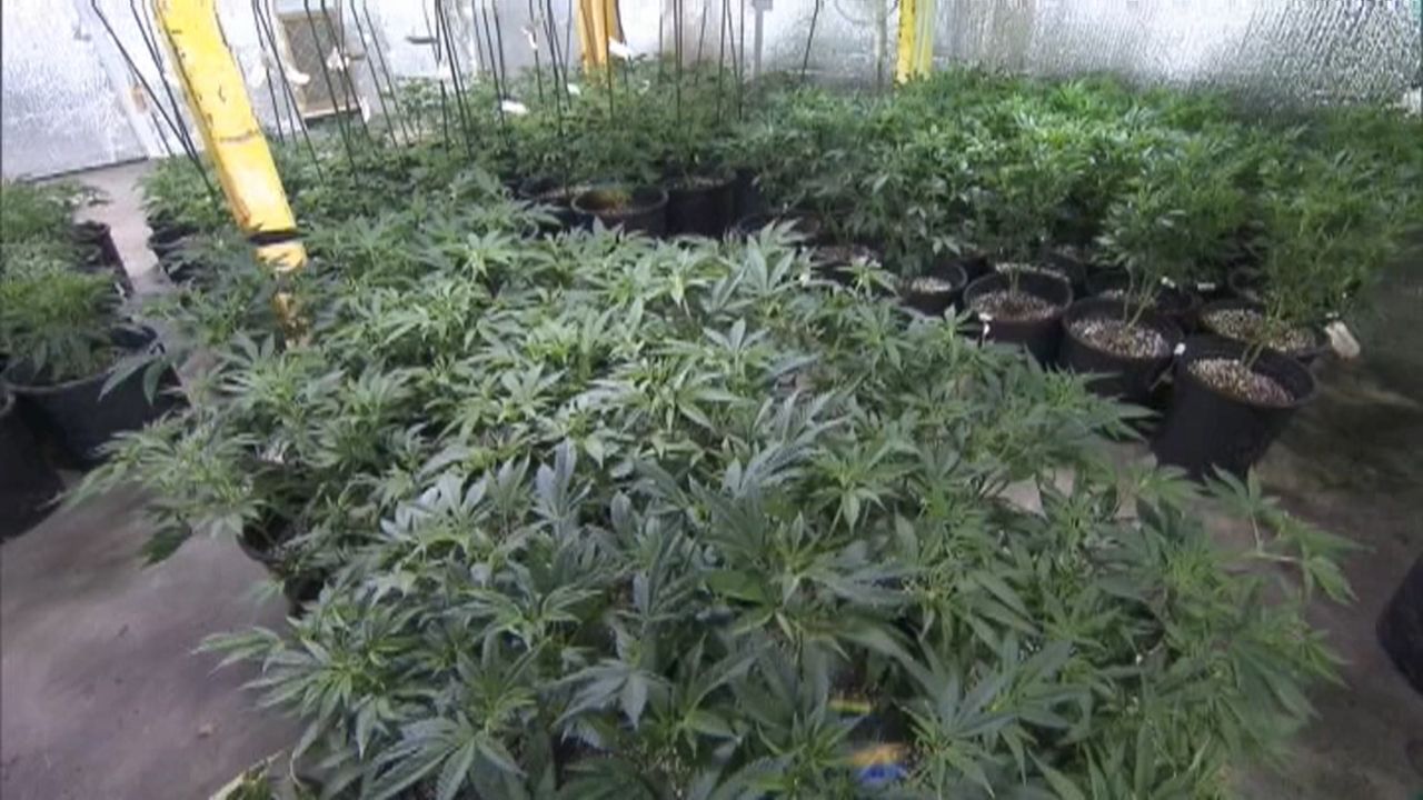 Cuomo Signals Marijuana Legalization Won T Happen Soon