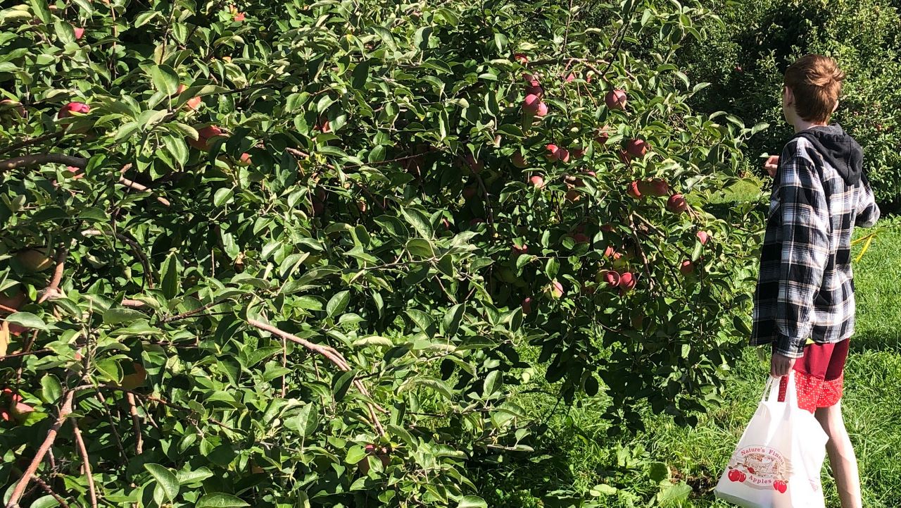 Why New York State has the perfect climate for fall apples
