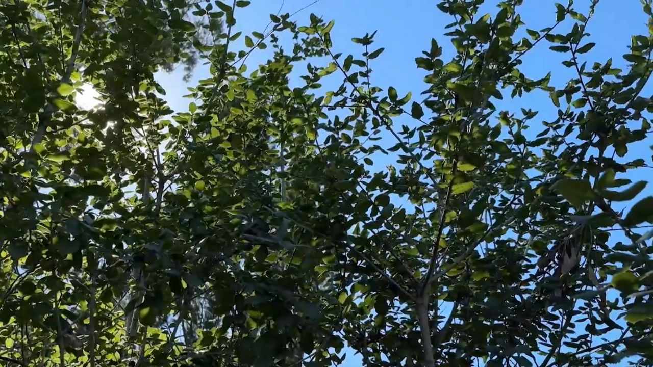 UCLA researchers identify oak tree populations as well adapted to climate change