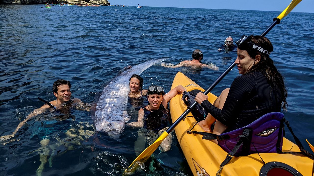 This image provided by The Scripps Institution of Oceanography shows a team of researchers and science-minded snorkelers working together to recover a dead oarfish from La Jolla Cove, Calif. on Aug. 10, 2024. (Michael Wang/The Scripps Institution of Oceanography via AP)