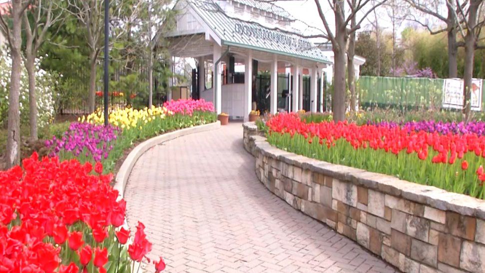 Tulips in Peak Bloom at Cincinnati Zoo and Botanical Garden