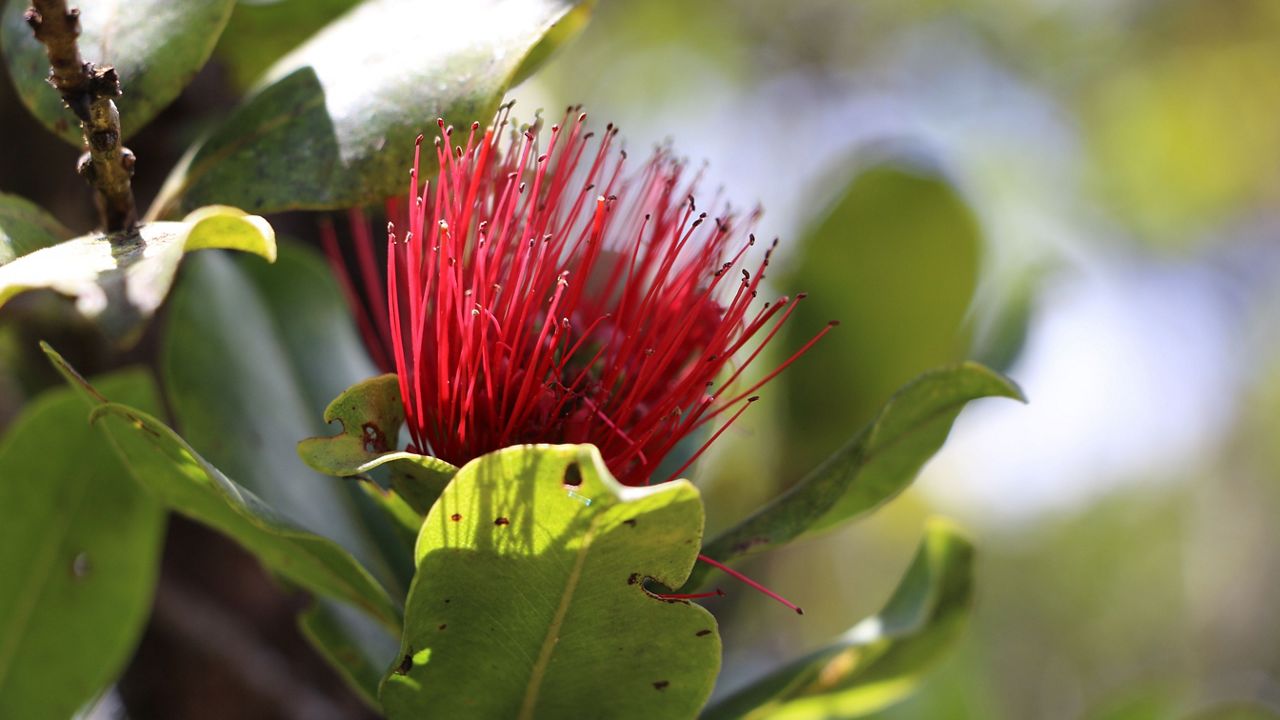 Violating the ohia transport quarantine is a misdemeanor punishable by a fine of up to $10,000. (Department of Land and Natural Resources/Dan Dennison)