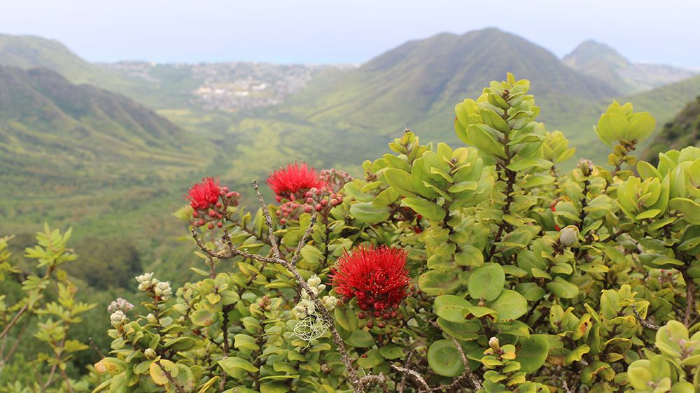 A series of statewide events celebrate the endemic ohia lehua, the 6th Annual Ohia Love Fest. It officially starts with an opening ceremony on Nov. 14. (Photo courtesy of the Department of Land and Natural Resources)
