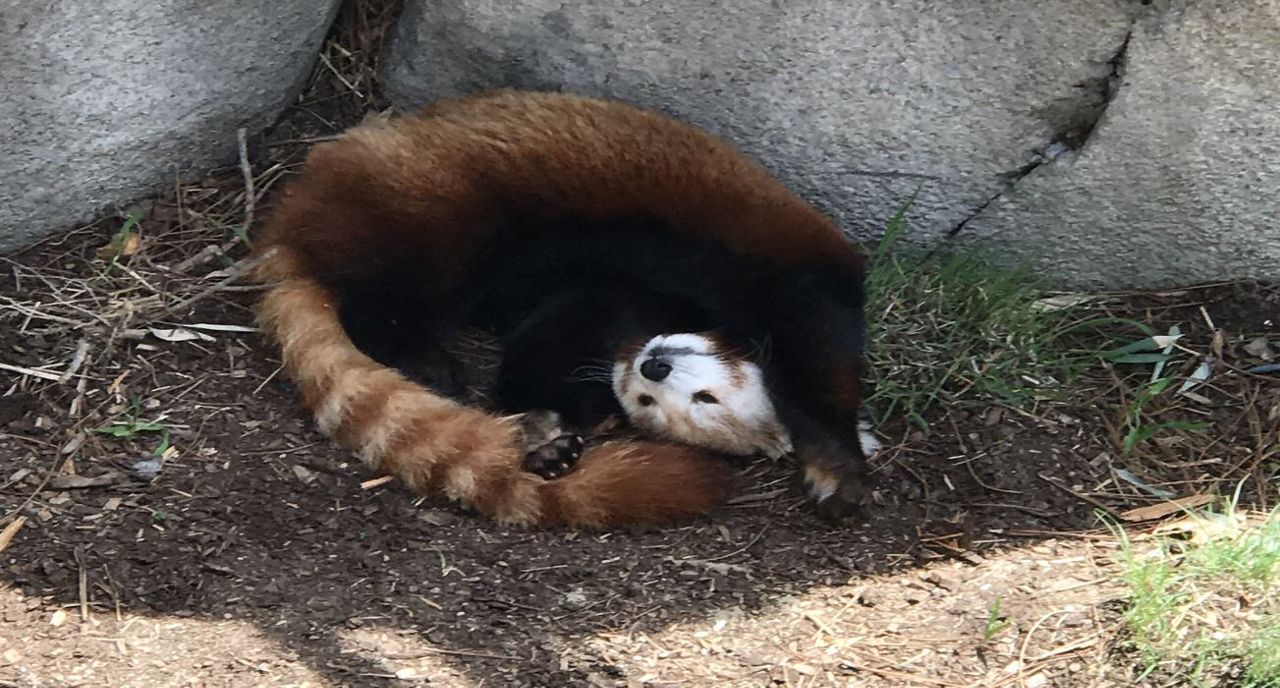 red panda sleeping