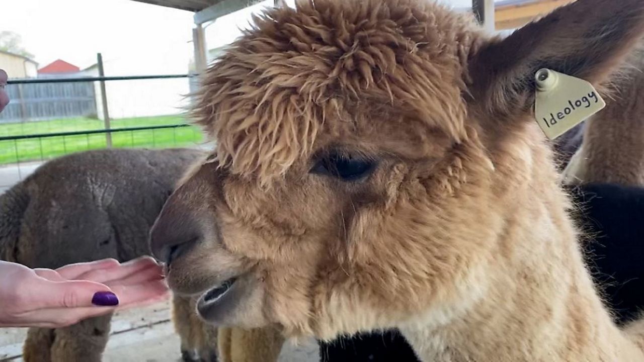 Interactive farm attracts families during pandemic