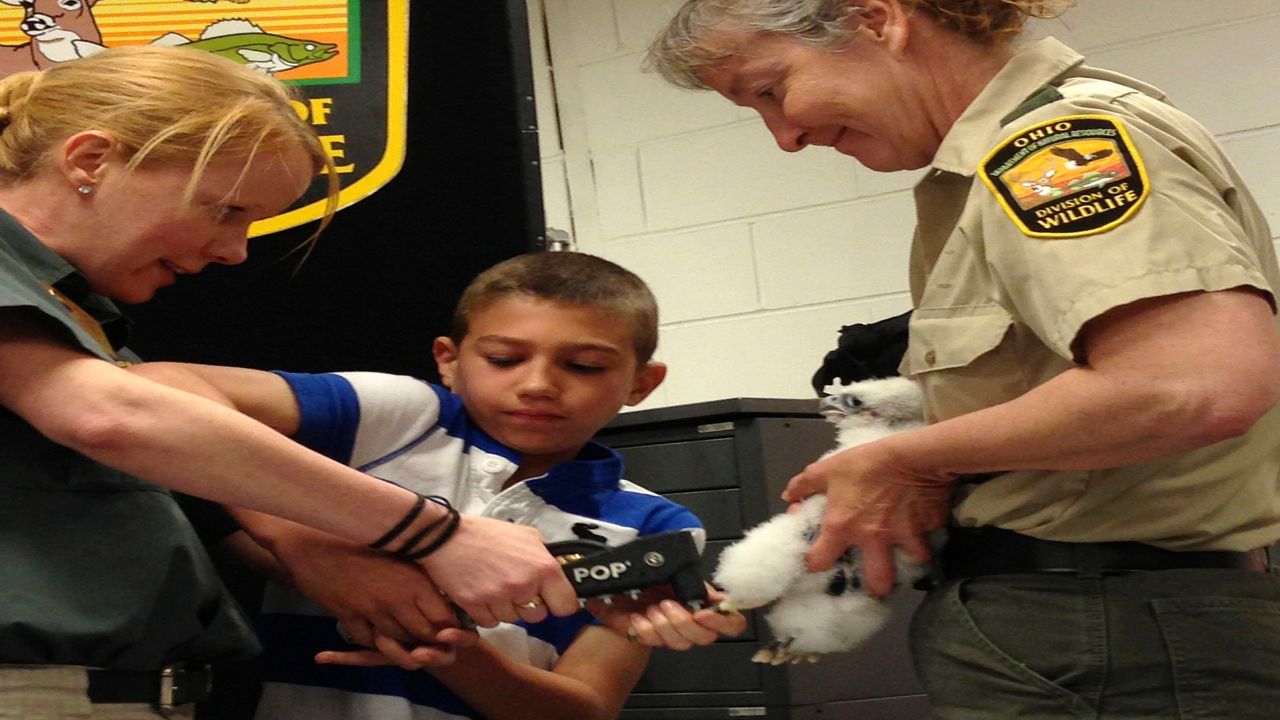 People banding a falcon