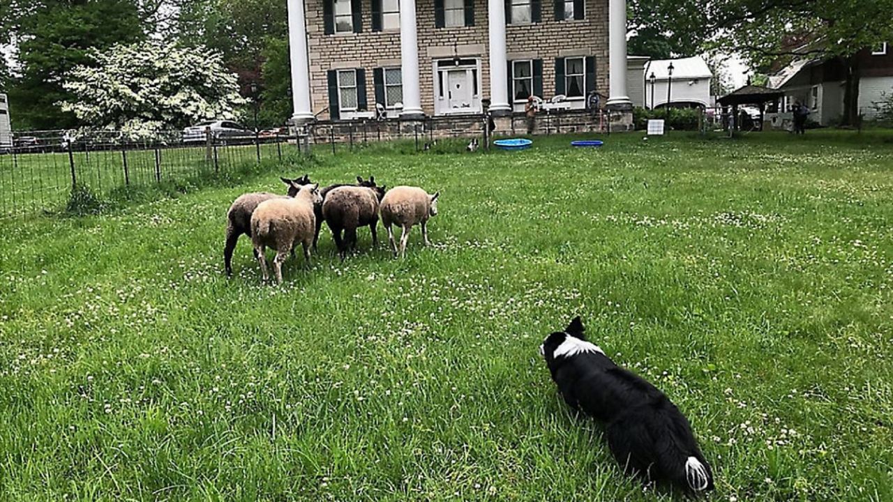 dog herding sheep