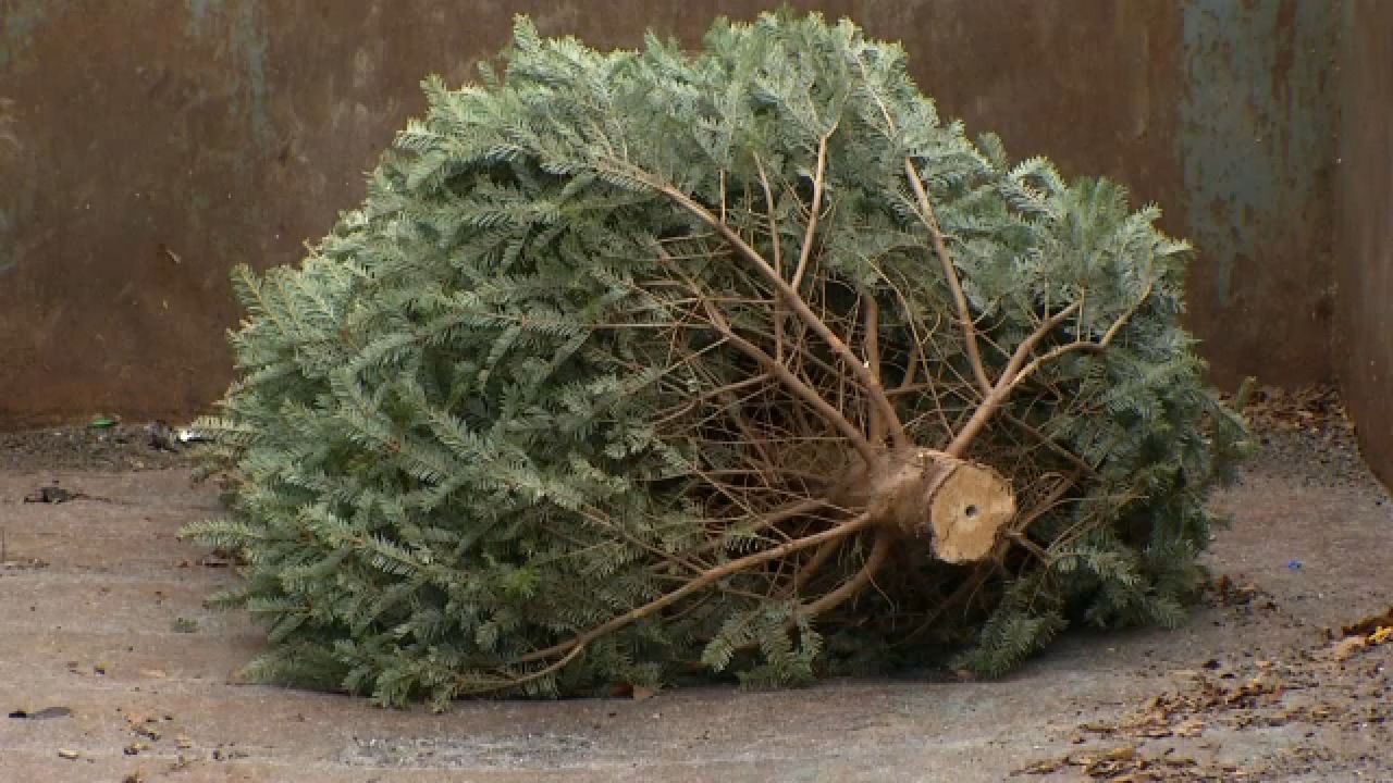 Used Christmas tree dropoff locations in Monroe County