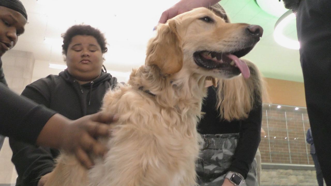 Ollie the therapy dog brings support to high school students