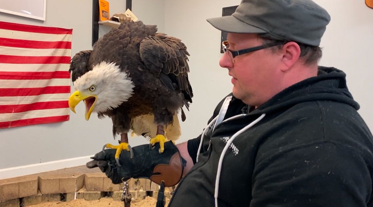 Bald Eagle Oshkosh