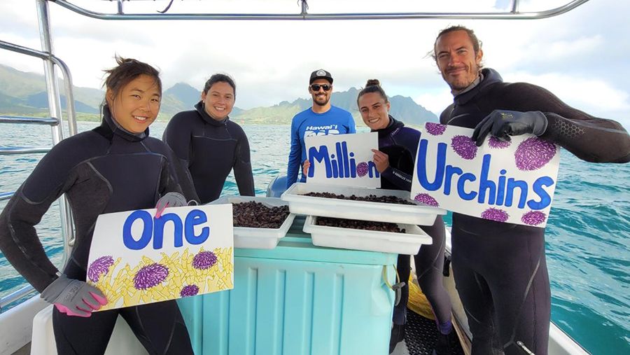 The team at Anuenue Fisheries Research Center released its millionth native sea urchin into Kaneohe Bay last week to continue its ongoing fight against invasive seaweed. (Photo courtesy of the Department of Land and Natural Resources)