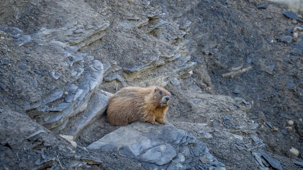 UCLA researchers turn to OnlyFans to generate funding for their long-term marmot research