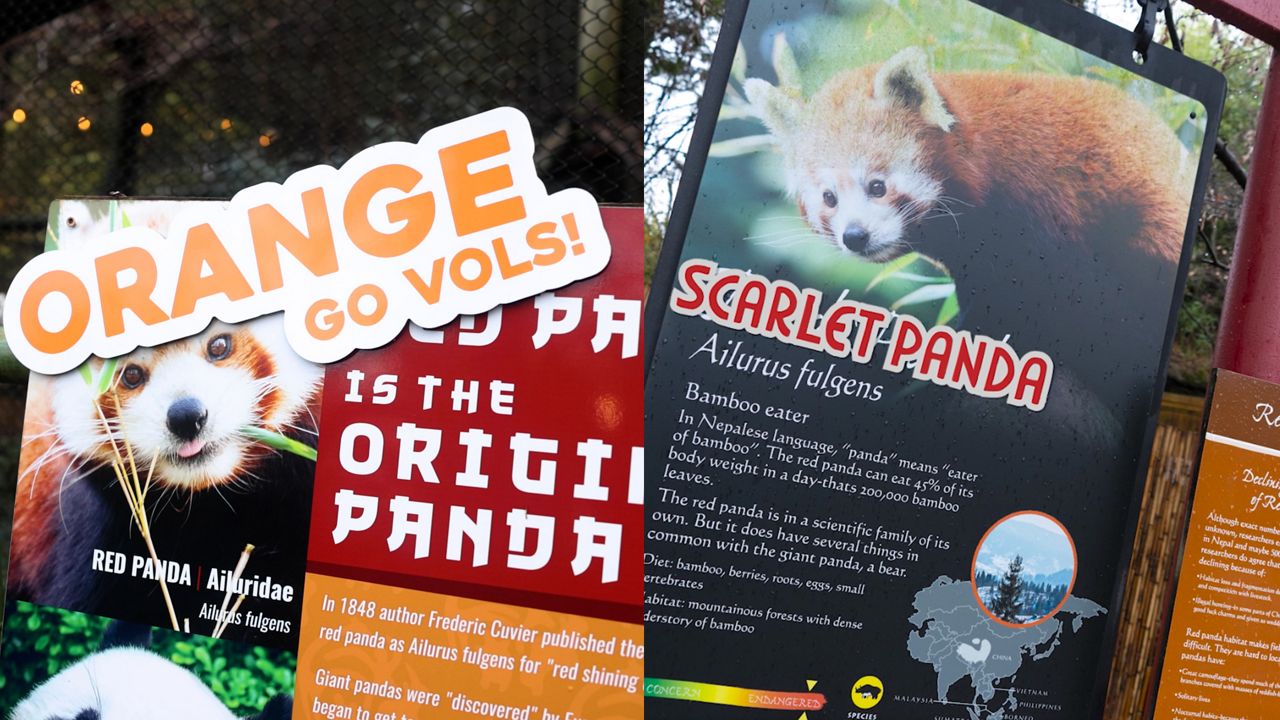 In the spirit of competition, the zoos have taken to temporarily renaming their red pandas: orange pandas at Zoo Knoxville and scarlet pandas at the Columbus Zoo.