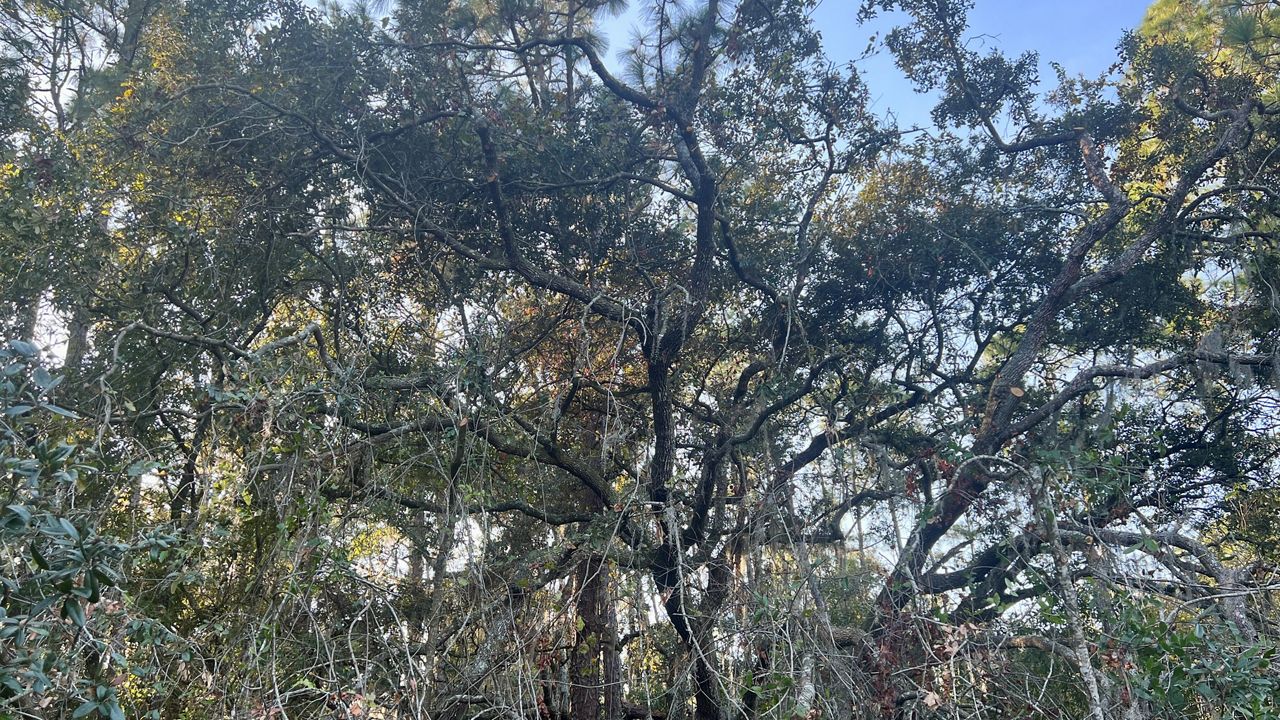 The Orange County Commission has updated the county's tree preservation ordinance to help protect the urban tree canopy. (Spectrum News/Nicole Griffin)