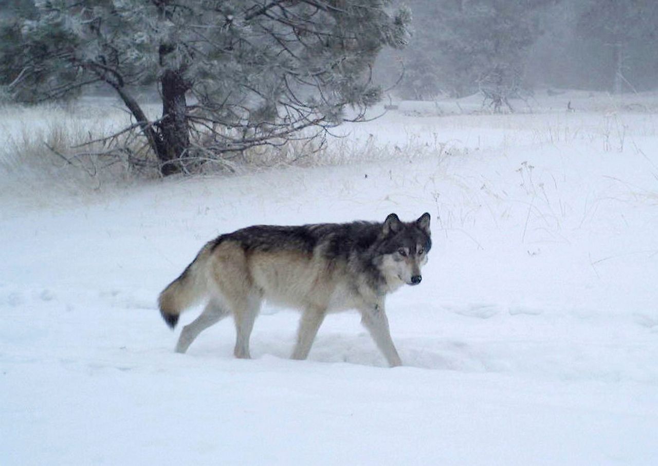 Us Wildlife Officials Aim To Remove Wolf Protections In 2020