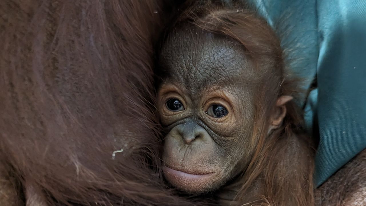 Columbus Zoo and Aquarium's latest addition, a baby Bornean orangutan. (Photo courtesy of the Columbus Zoo and Aquarium)