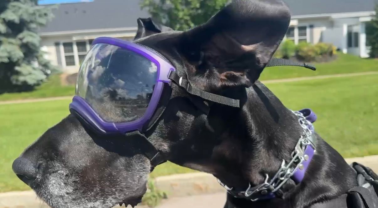Great Dane finds her happy place cruising around the Finger Lakes in a Harley sidecar
