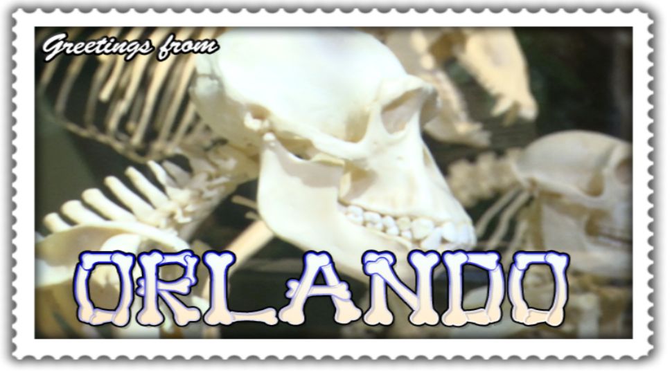 Florida On A Tankful: Orlando’s Skeleton Museum of Osteology