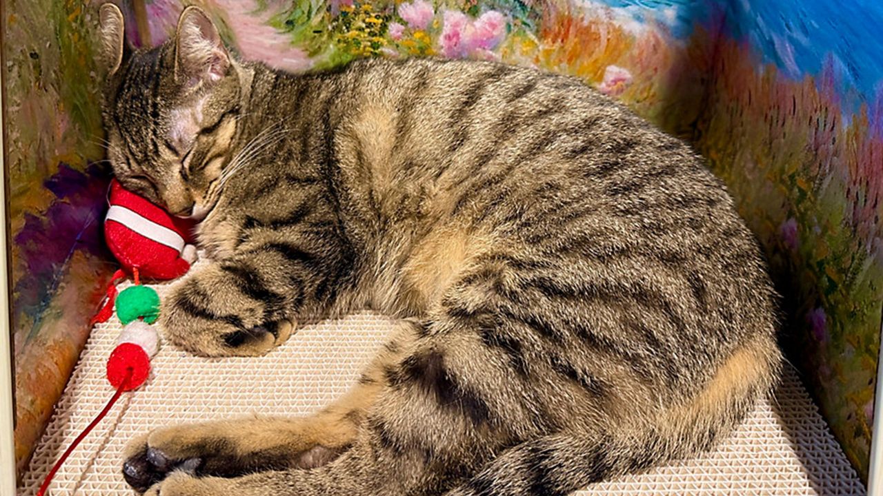 Adoptable cats and kitties at the Orlando Cat Cafe gets extra fire protection thanks to mask donation. (Photo: Allison Walker)