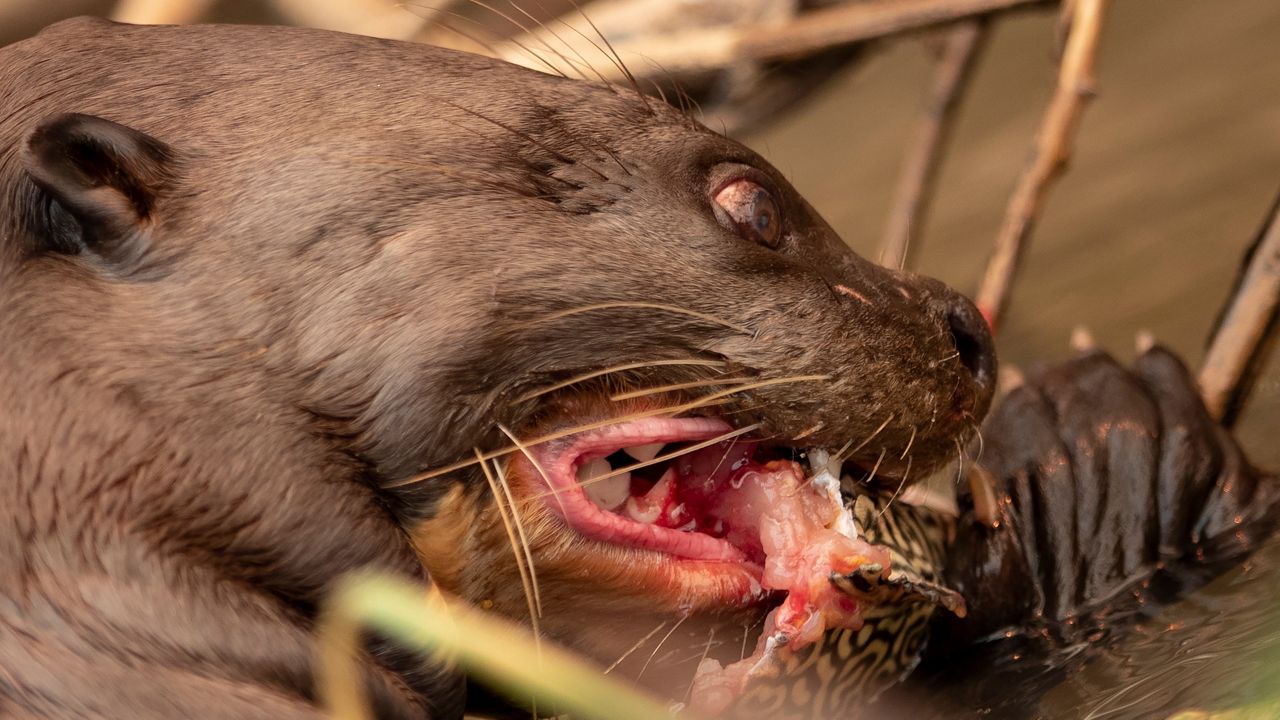 An otter chomps on a fish at the Encontro das Aguas state park in the Pantanal wetlands near Pocone, Mato Grosso state, Brazil, Saturday, Sept. 12, 2020. (Andre Penner/AP)
