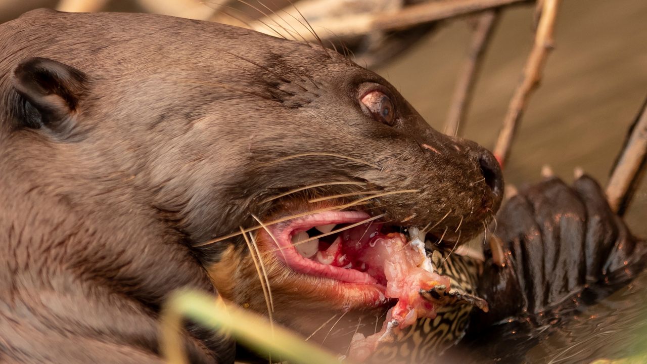 Wild otter attack leads to woman being airlifted to hospital, 2