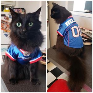 cat bills jersey