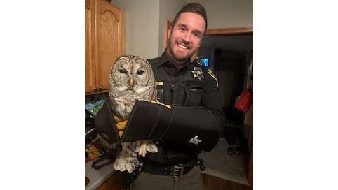 This barred owl was rescued with the help of sheriff's deputies Tuesday. (Stacy Thistlewood photo)