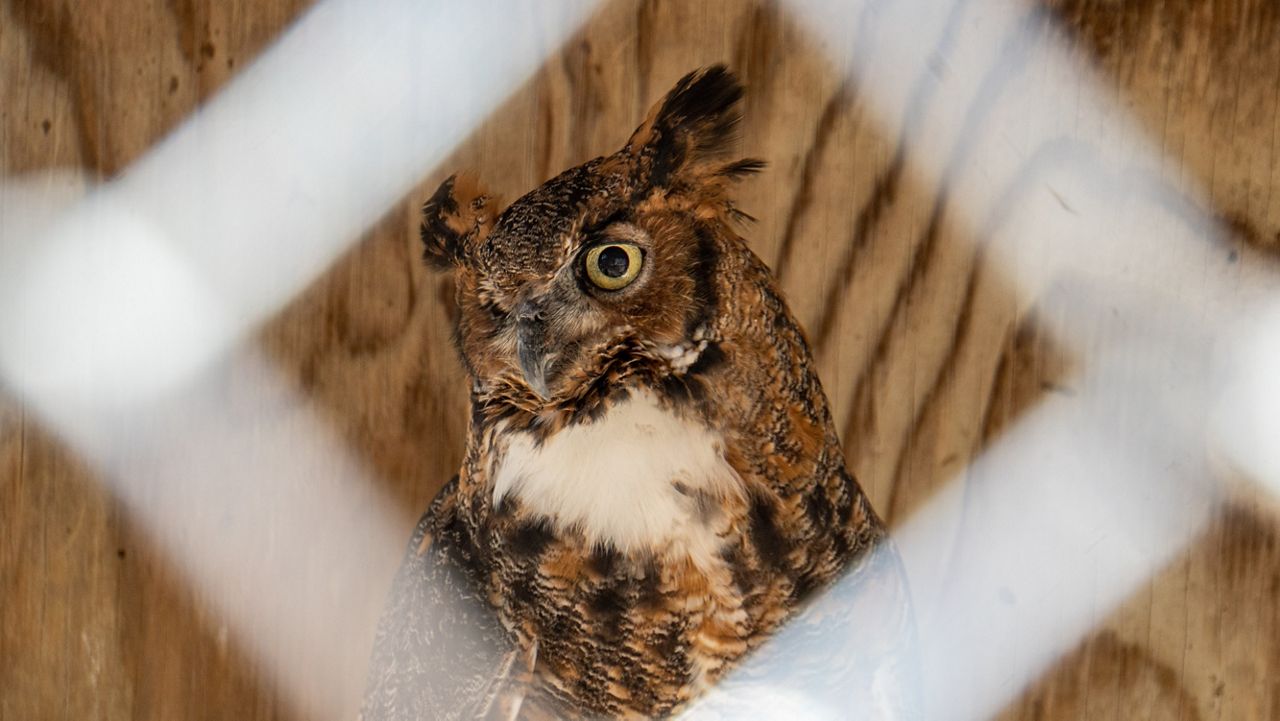 Luna, a great horned owl, is an education bird at Raptor Rehabilitation of Kentucky in Louisville (Spectrum News 1/Mason Brighton)