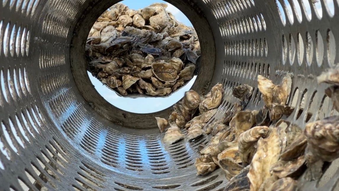 Oyster farmers in Volusia County stay busy amid cold temperatures