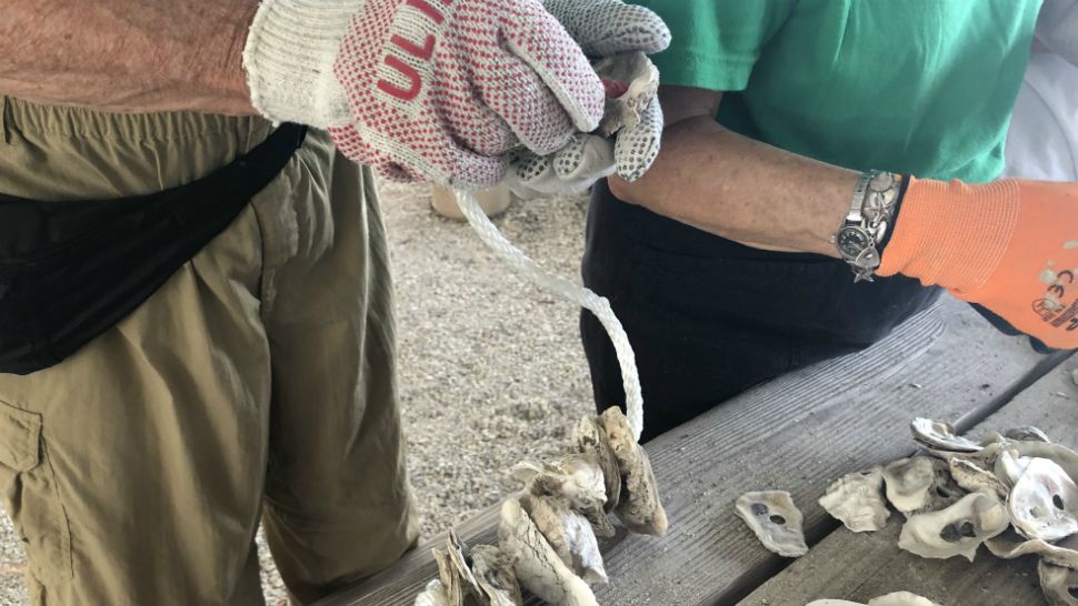 Vertical Oyster Gardens Built to Help Tampa Bay Estuary
