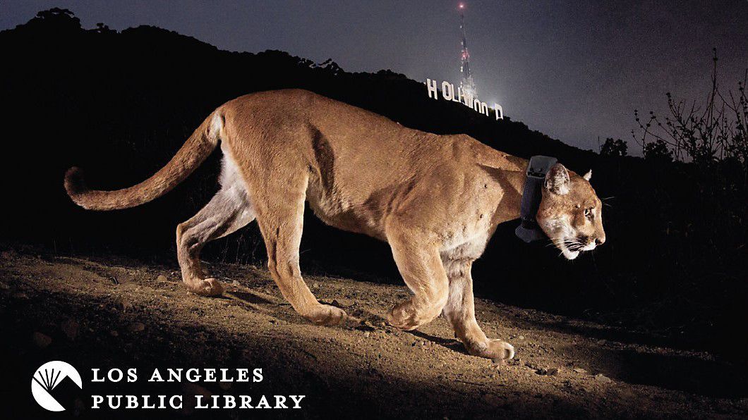P-22 Los Angeles Public Library library card National Geographic Steve Winter Hollywood sign