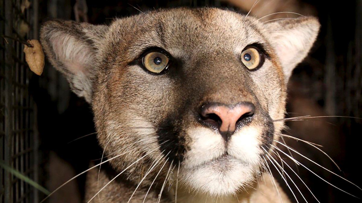 This photo provided by the National Park Service shows cougar known as P-81.(National Park Service via AP, File)
