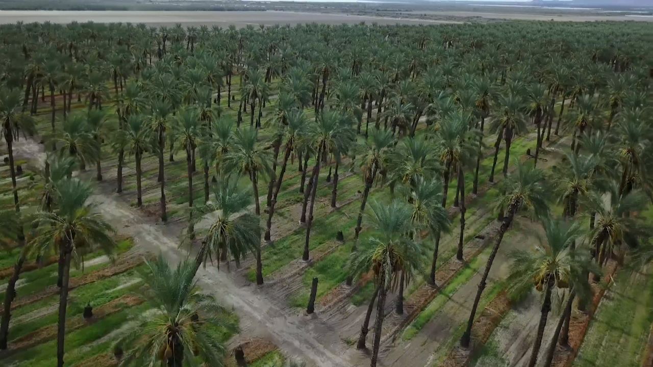 Entomologist fighting to protect LA palm trees from bugs