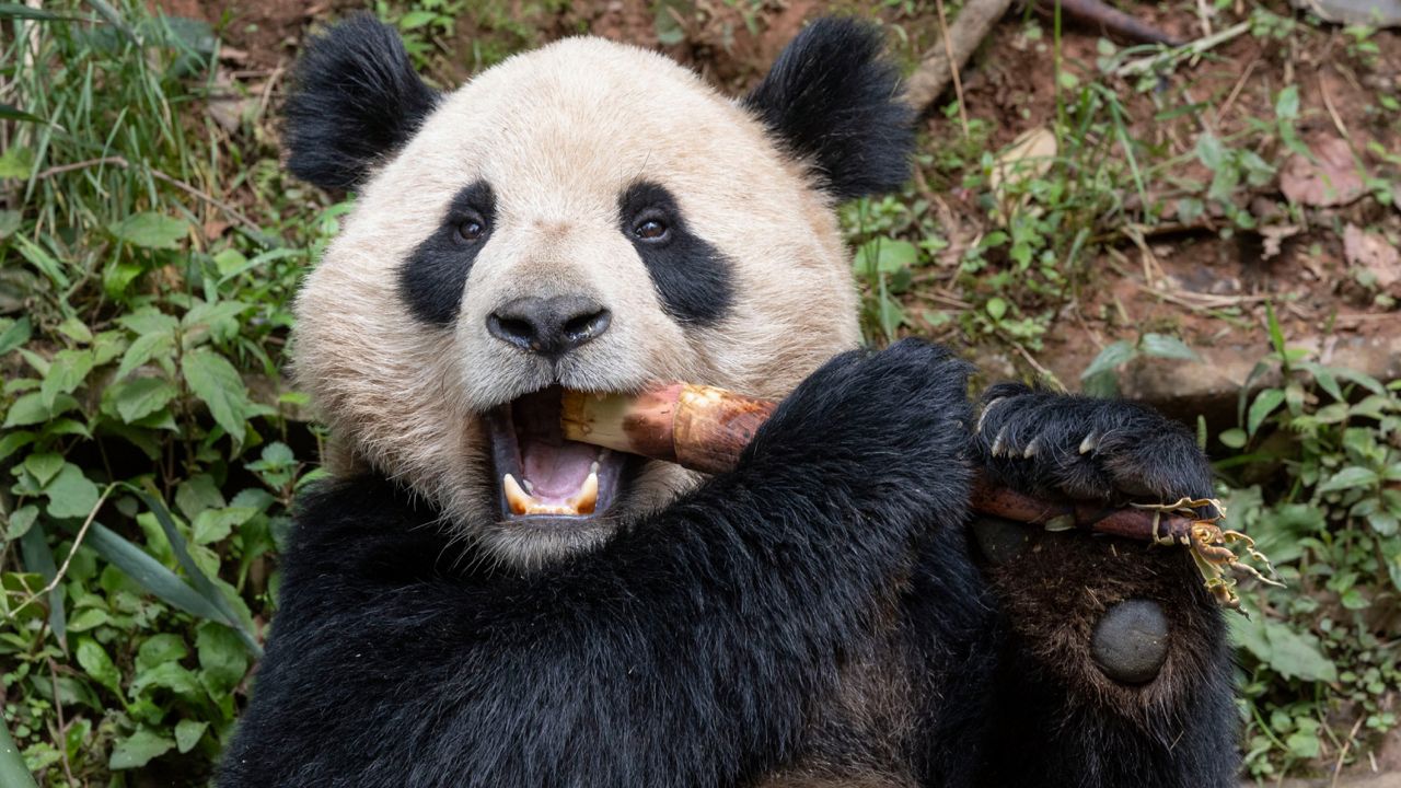 This photo released by the San Diego Zoo shows giant panda Yun Chuan on Thursday in the Sichuan province of China. (Ken Bohn/San Diego Zoo via AP)