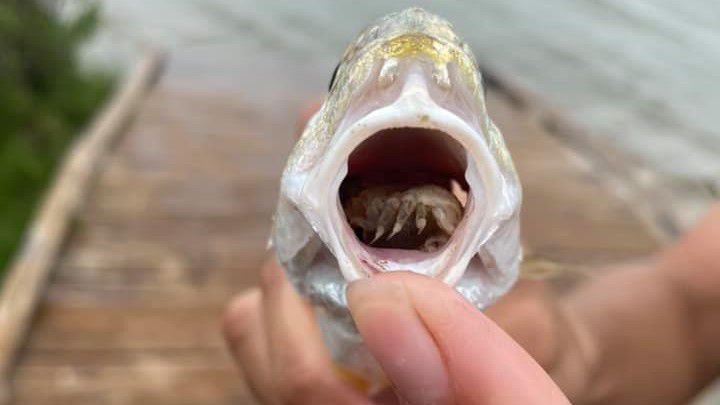 Atlantic Croaker with its mouth open. (Texas Parks and Wildlife Galveston Island State Park Facebook)