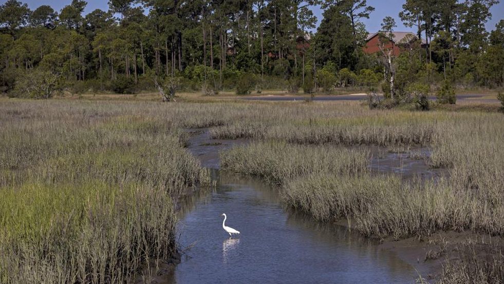 A snowy egret forages in a salt marsh, Wednesday, May 11, 2022, in Parris Island, S.C. Salt marsh makes up more than half of the base's 8,000 acres (3,200 hectares), and the island's highest point, by the fire station, is just 13 feet (4 meters) above sea level. (AP Photo/Stephen B. Morton)