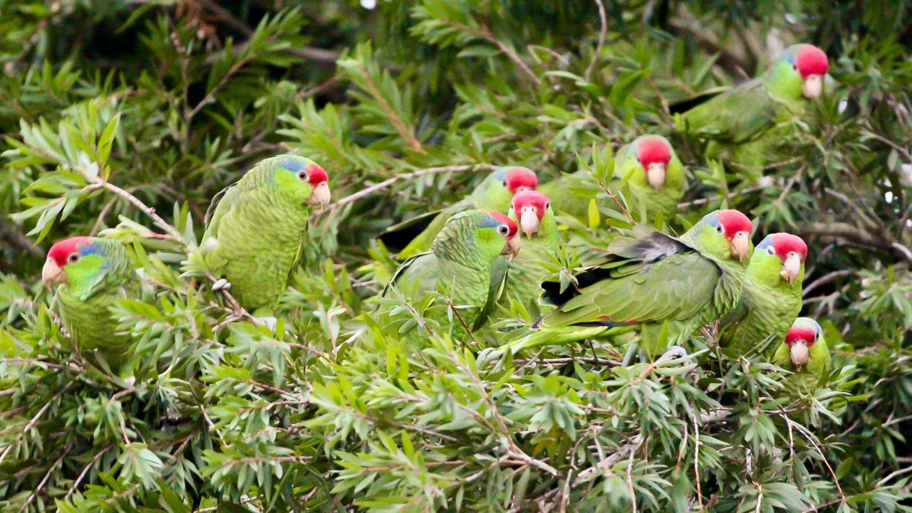 LA’s Parrot Population: Occidental College Unveils New Study