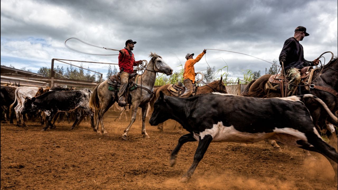 Trespassing can come with the threat of violence, according to USDA data, which was highlighted last year when a Westside Oʻahu rancher was killed by a trespassing hunter. (Honolulu Civil Beat/PF Bentley)