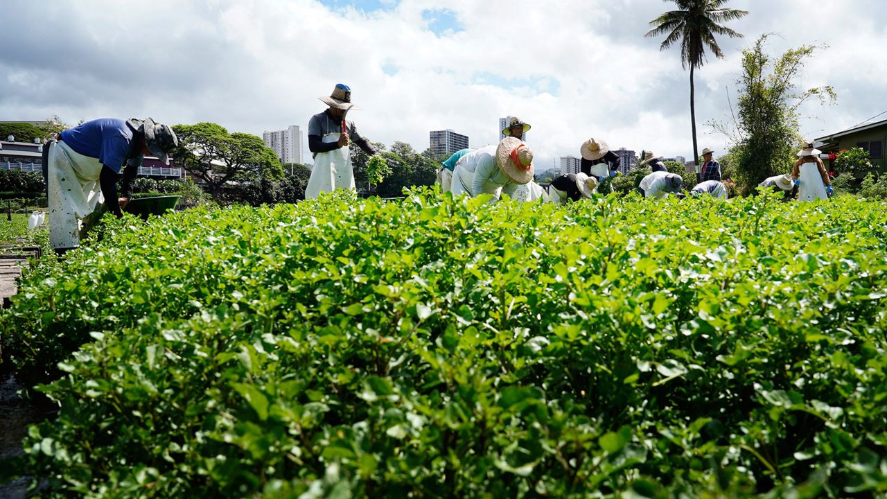 The high cost of farming makes Hawaiʻi’s current food system difficult for both producers and consumers. (Honolulu Civil Beat/Kevin Fujii)
