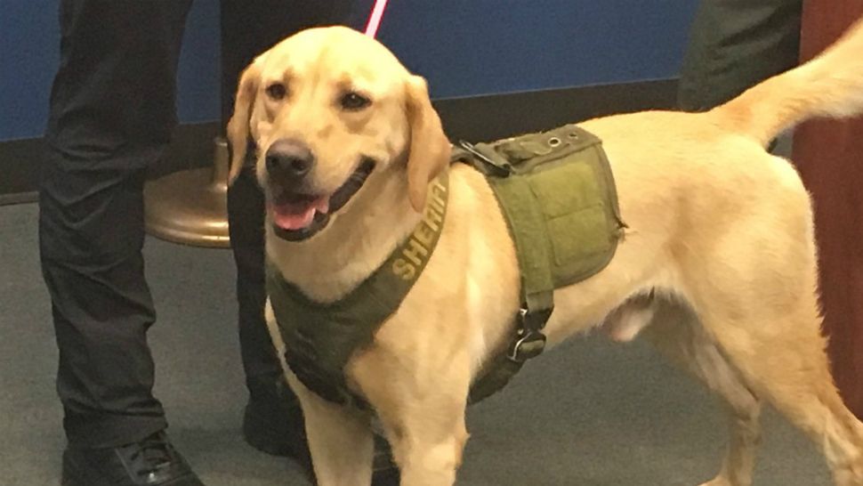 "Meet K9 Phi, the Pasco County Sheriffs Office’s Human Remains Detection K9. He’s the only one in the Tampa Bay area." @KimLeoffler via Twitter 