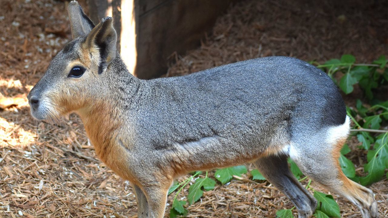 One of the Patagonian maras at the Akron Zoo. (Photo courtesy of the Akron Zoo)