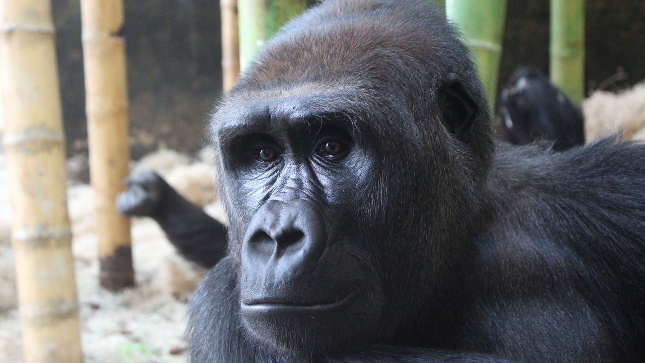 Meet Patty. The Louisville Zoo's newest gorilla