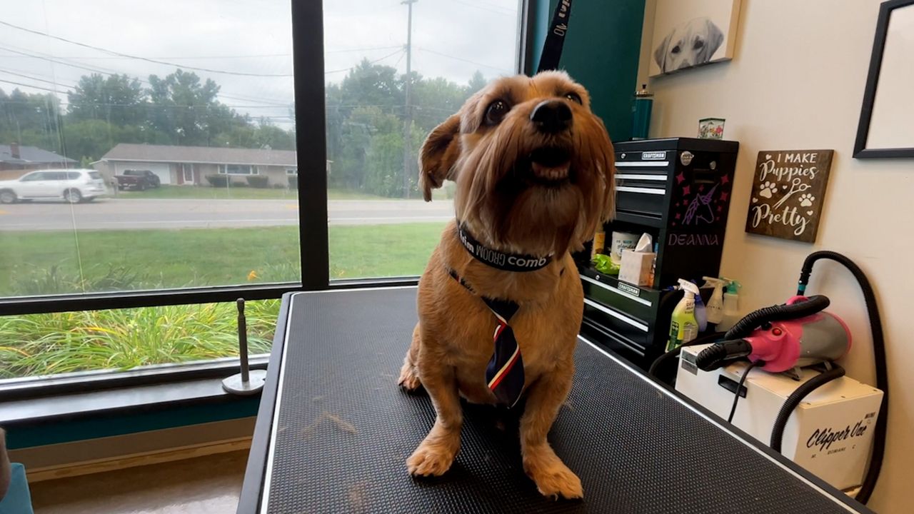 Freshly groomed dog sits on top of grooming table with striped tie (Dominic Ferrante/Spectrum News 1)